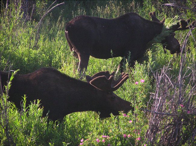 Moose in Yellowstone