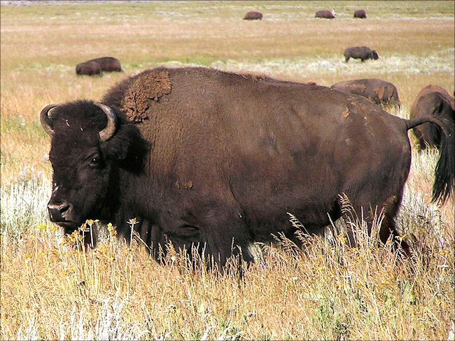 Buffalo Bison in Yellowstone National Park