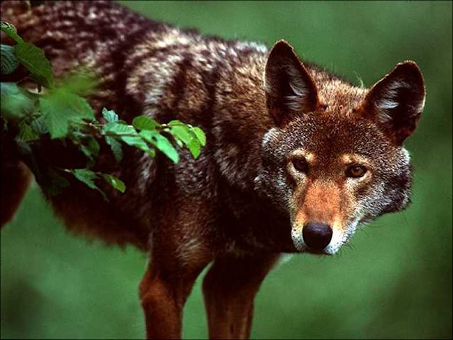 Yellowstone red wolf