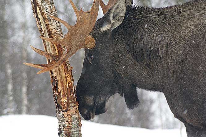  male Moose in Norway