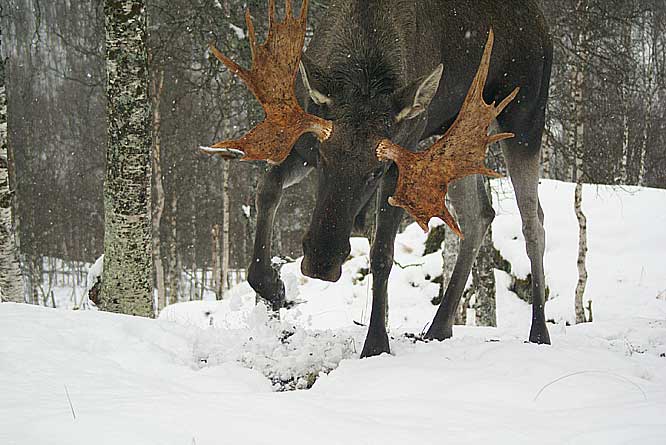 big bull Moose