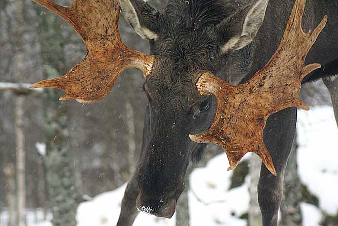 Moose in Norway