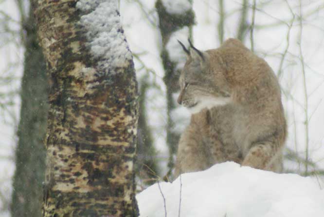 Artic Lynx hunting
