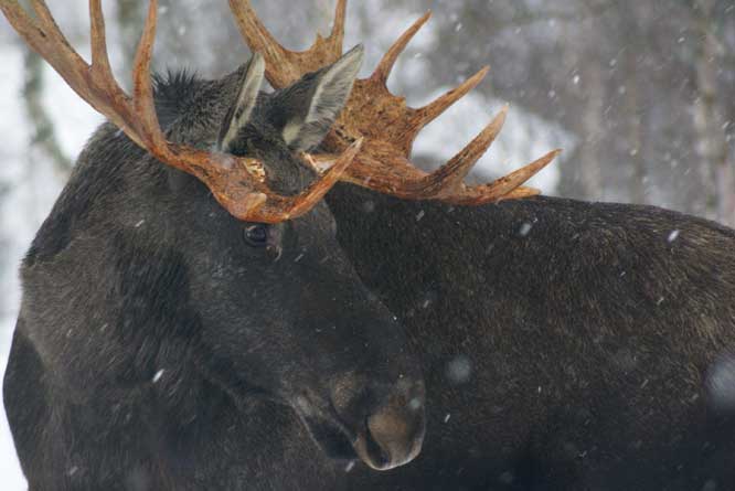 Moose in norway