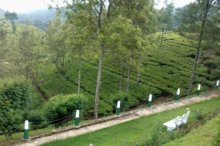 Pedro Tea Estate Tour