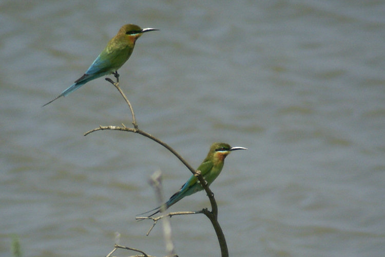 Sri Lankan Green Bee Eater Birds