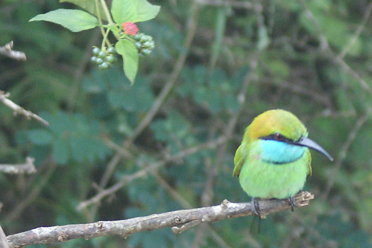 Sri Lankan Green Bee Eater Birds