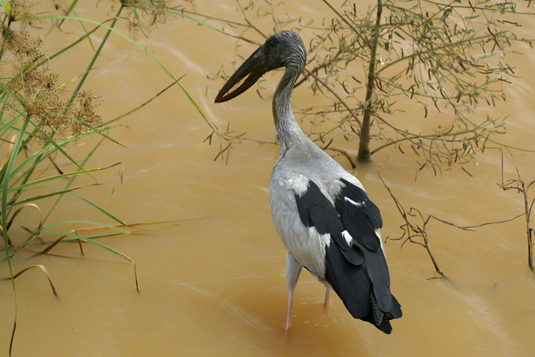 Asian Openbill Stork