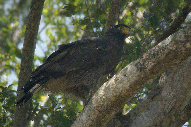 Crested Serpent Eagle