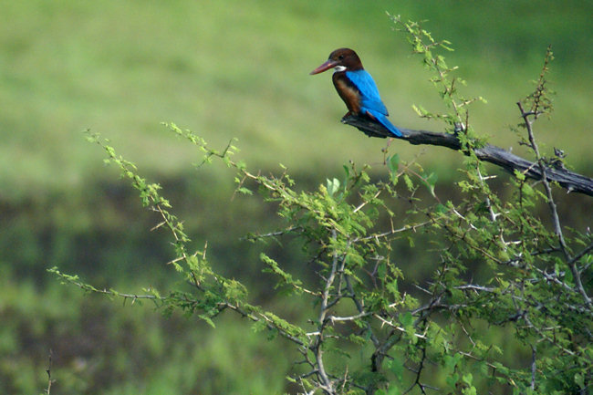 White-throated Kingfishers