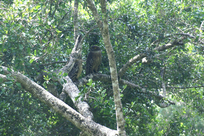 Brown Fish Owl