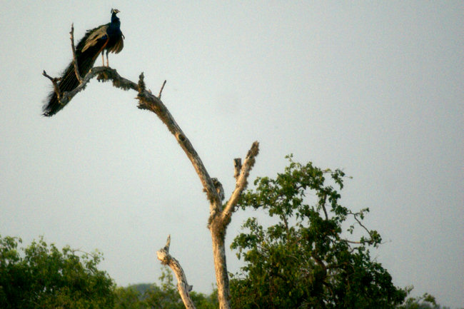 Sri Lankan Wild Peacocks