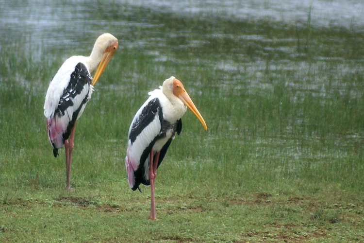 Sri Lankan Painted Stork