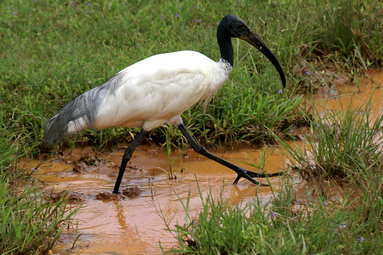 Black Headed Ibis