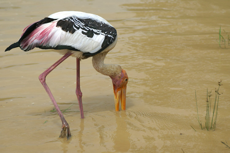 Sri Lankan Painted Stork