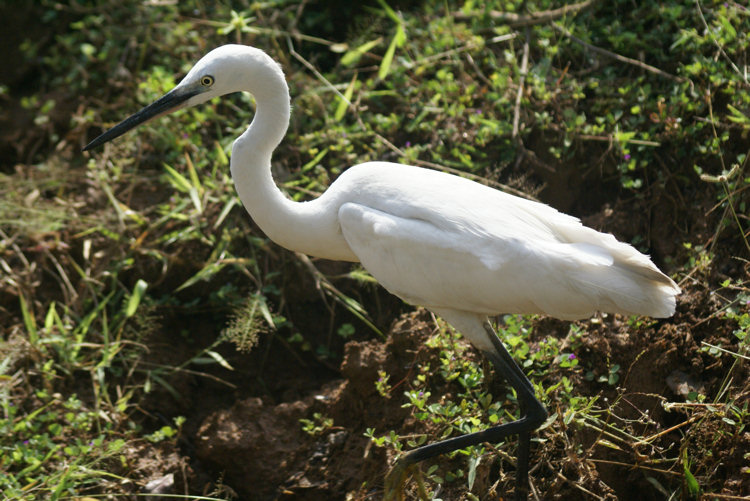 Little Egret