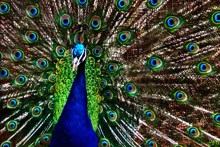 Sri Lankan Wild Peacocks