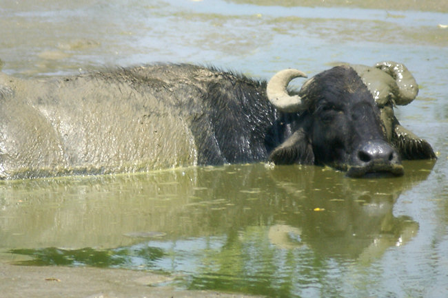 Uda Walawe National Park