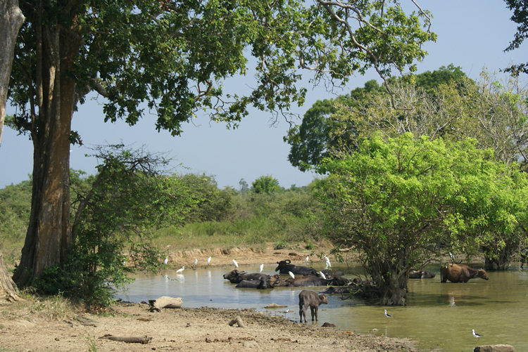 Uda Walawe National Park