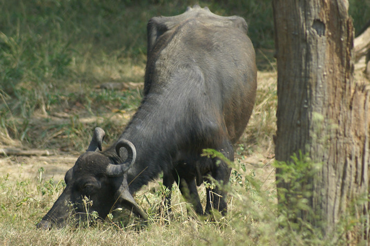 Uda Walawe National Park