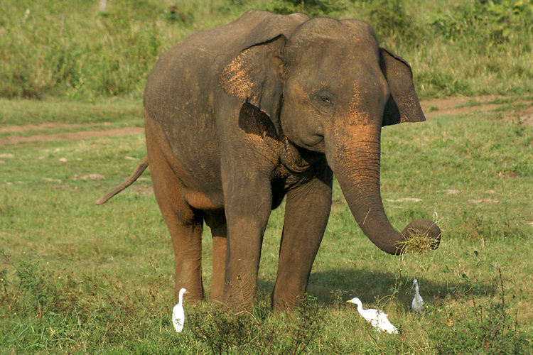 Uda Walawe National Park