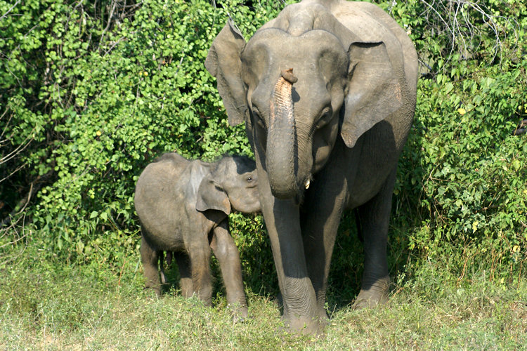 Uda Walawe National Park