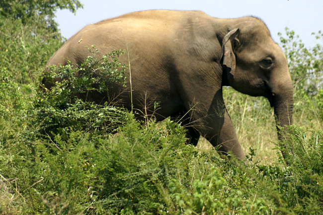 Uda Walawe National Park