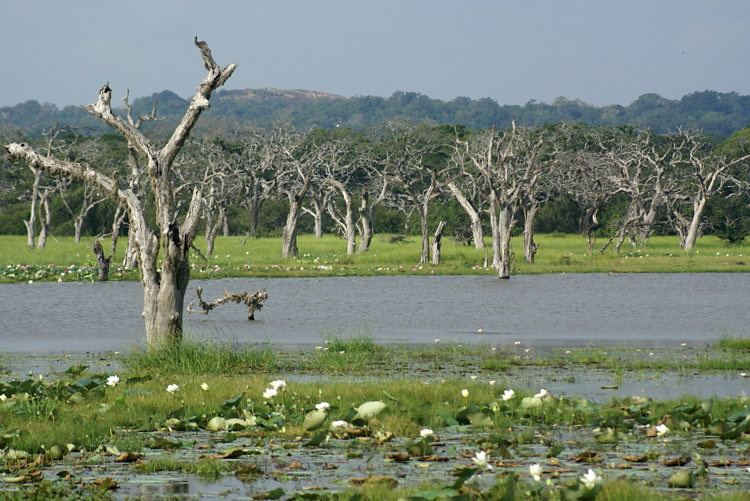 Yala (Ruhuna) National Park