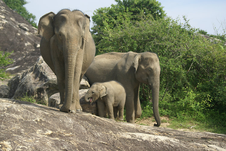 Yala National Park Elephants