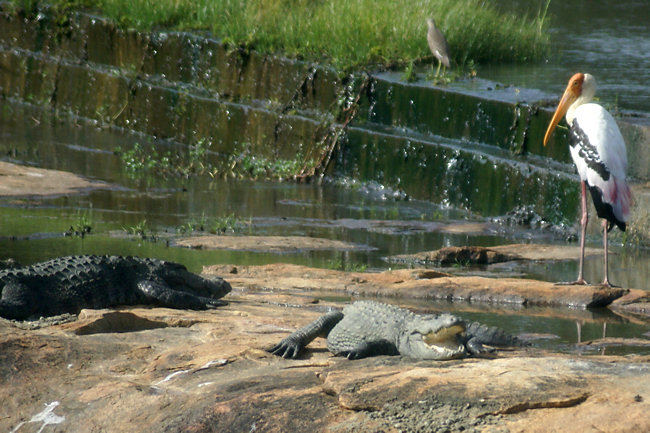 Yala National Park Marsh Crocodile