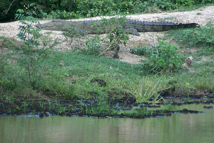 Marsh Crocodile