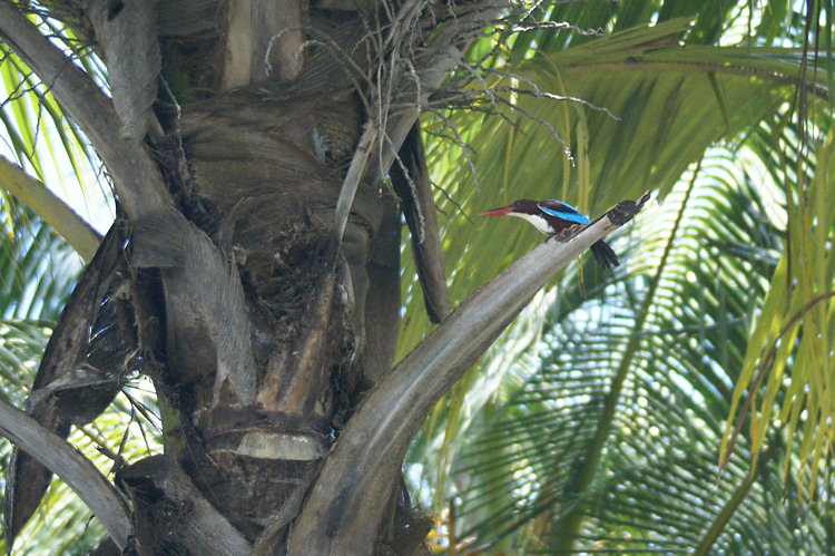 Sri Lankan White throated King fisher