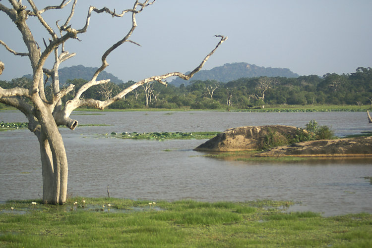 Yala National Park wetlands