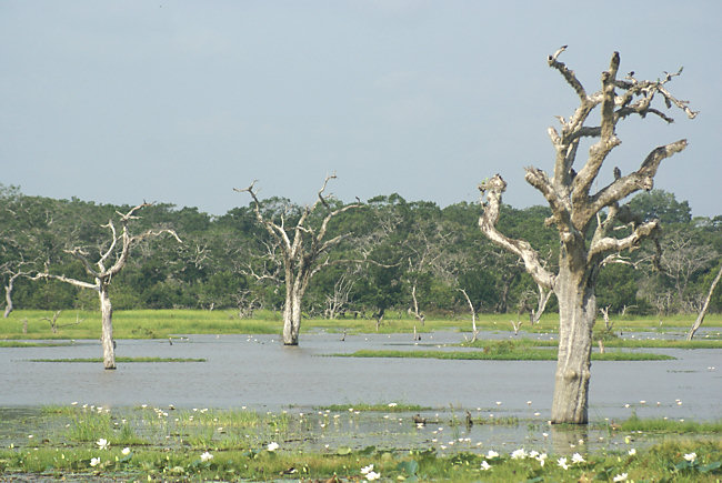 Yala National Park Lakes