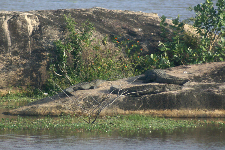 Crocodile Sri Lanka