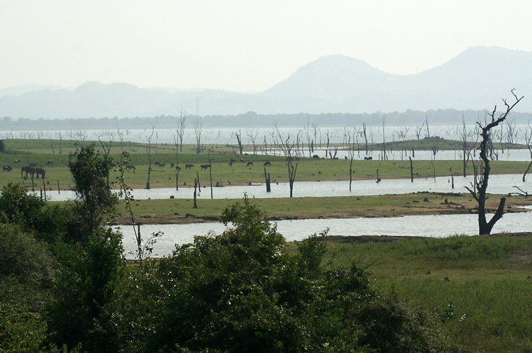 Uda Walawe National Park