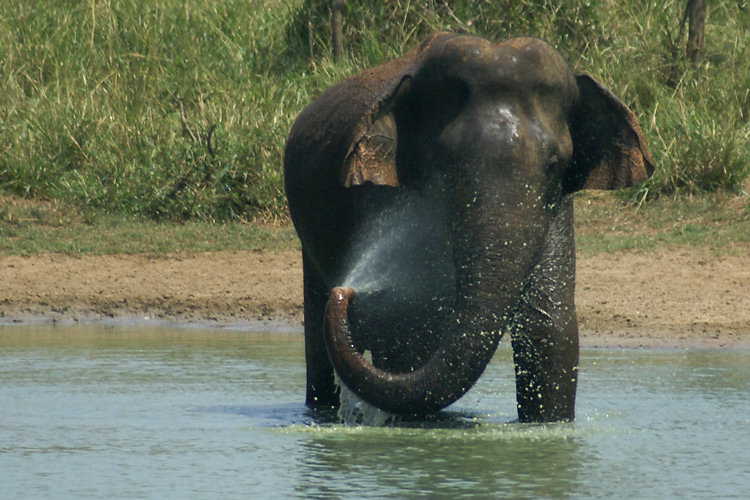 Uda Walawe National Park