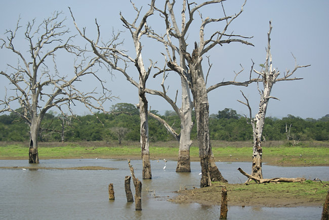 Uda Walawe National Park