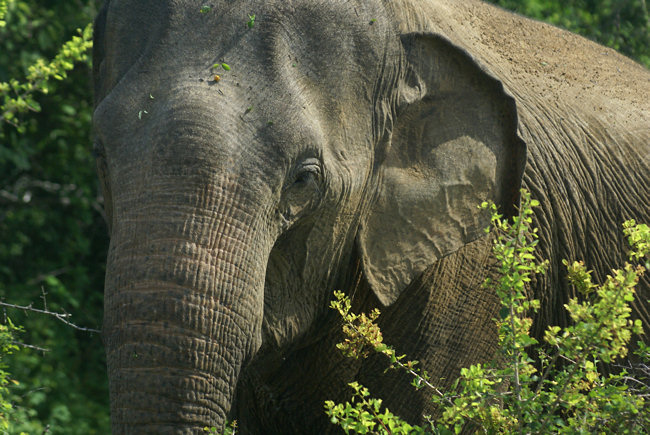 Asian Elephants