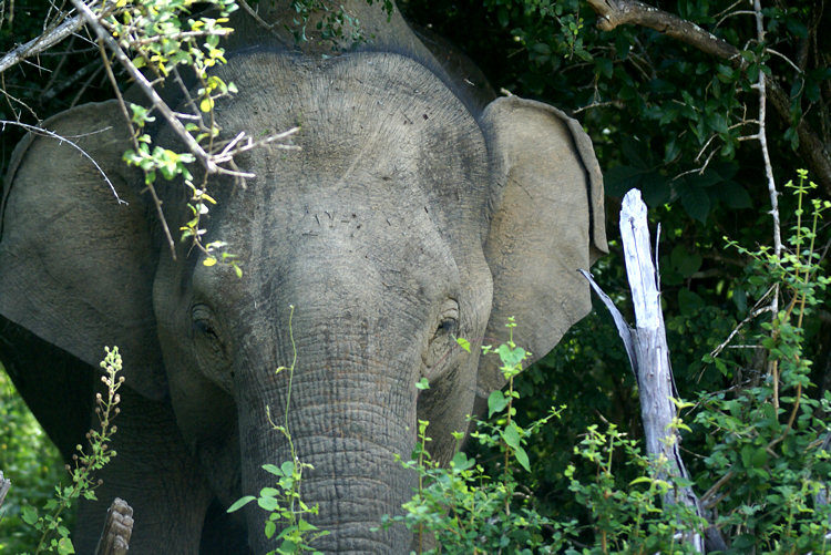 Some happy baby elephants at Yala National Park, Sri Lanka. Young