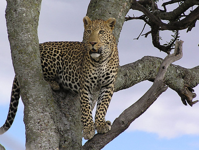 Sri Lankan leopard