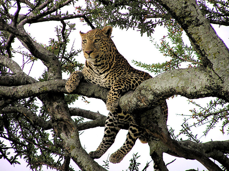 Sri Lankan leopard