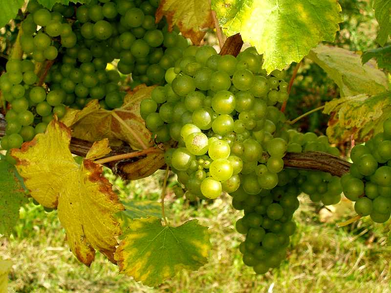 Avignon vineyards