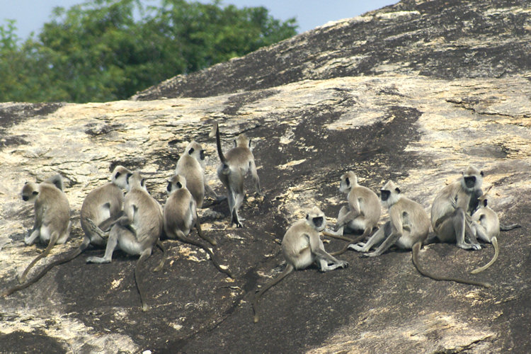 Toque Macaque Monkey