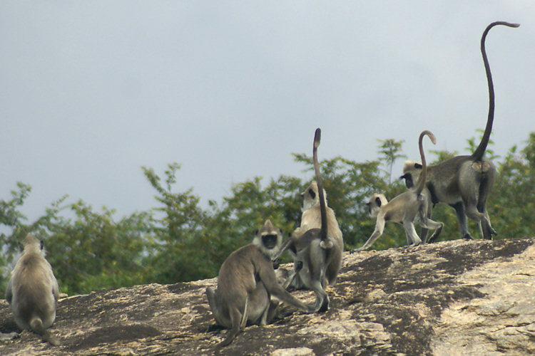 Toque Macaque Monkey