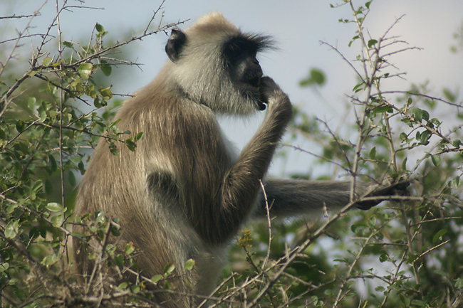 Toque Macaque Monkey
