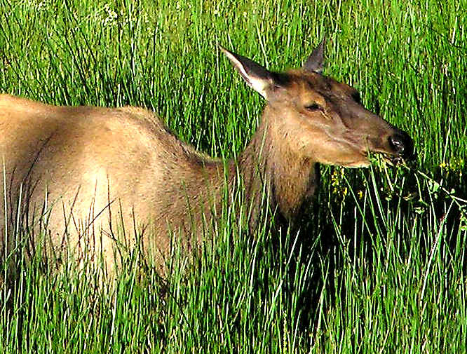 Female Elk in Yellowstone NP