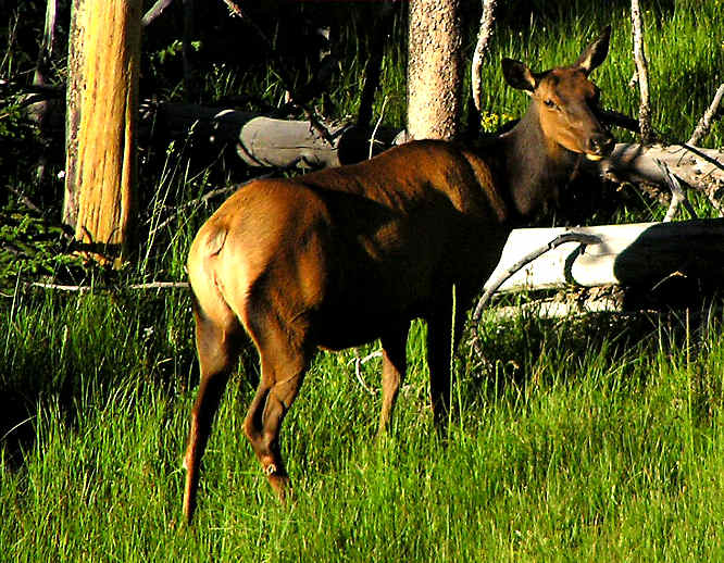 Female Elk in Yellowstone NP