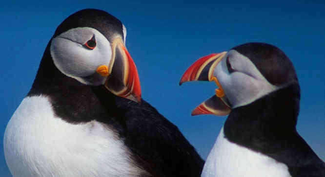 Puffin watching