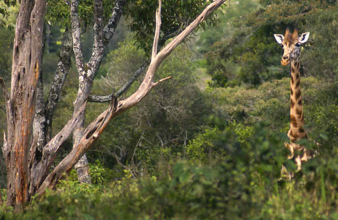 The Rothschild Giraffe Kenya